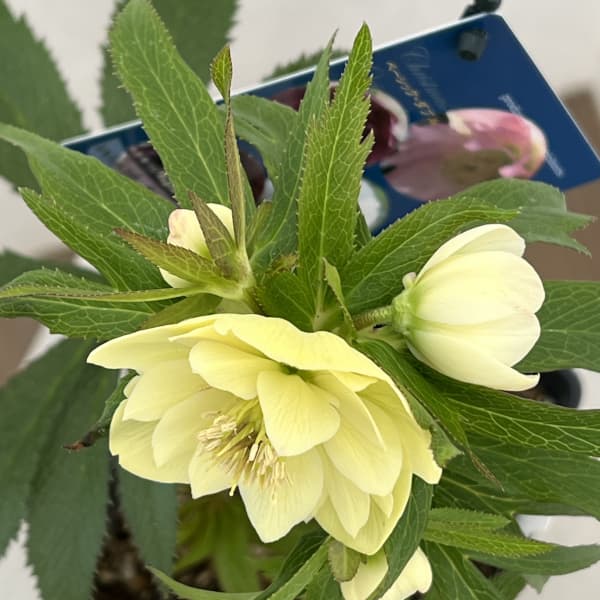 クリスマスローズ:ベーシックダブル26-74/1.5Lポット【現品販売】(開花終了株)