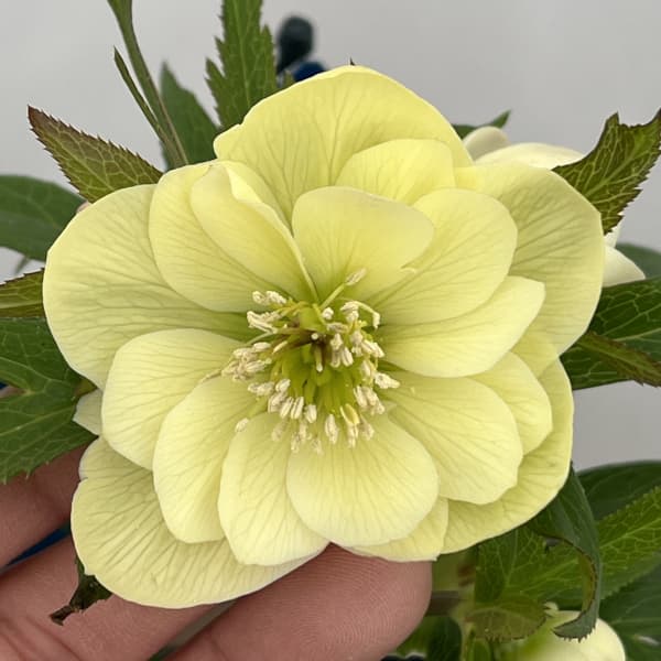 クリスマスローズ:ベーシックダブル26-74/1.5Lポット【現品販売】(開花終了株)