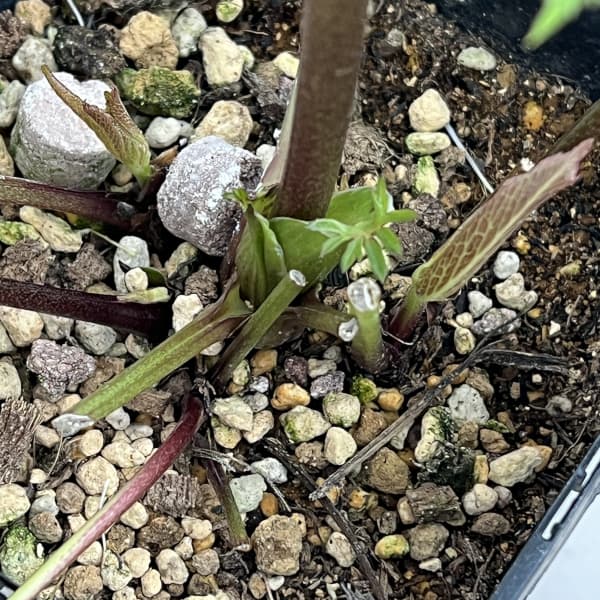 クリスマスローズ:ベーシックダブル26-74/1.5Lポット【現品販売】(開花終了株)