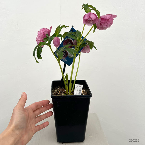 クリスマスローズ：ベーシックダブル26-75／1.5Lポット【現品販売】