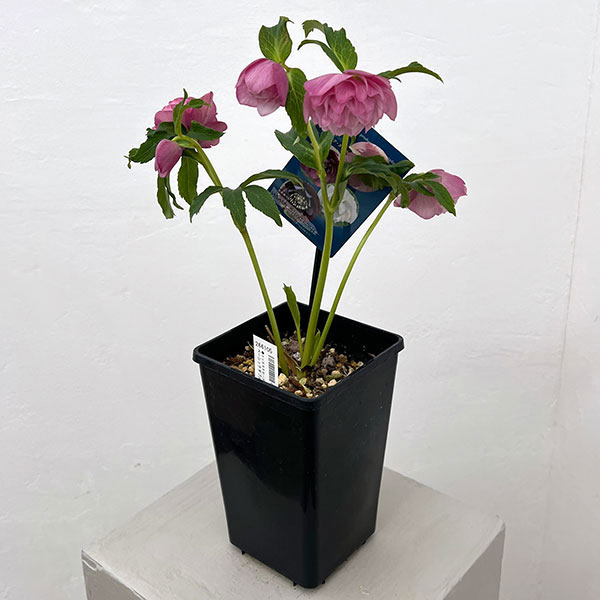 クリスマスローズ：ベーシックダブル26-75／1.5Lポット【現品販売】