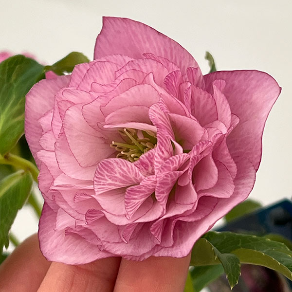 クリスマスローズ：ベーシックダブル26-75／1.5Lポット【現品販売】