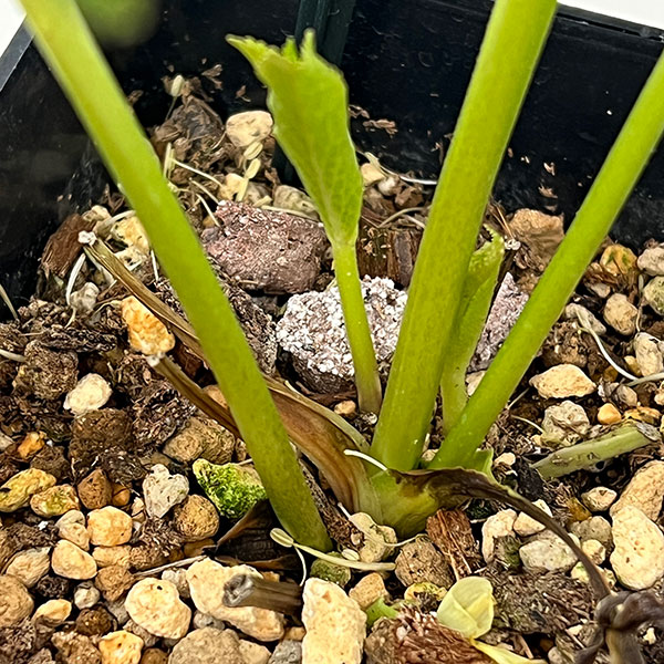 クリスマスローズ：ベーシックダブル26-75／1.5Lポット【現品販売】