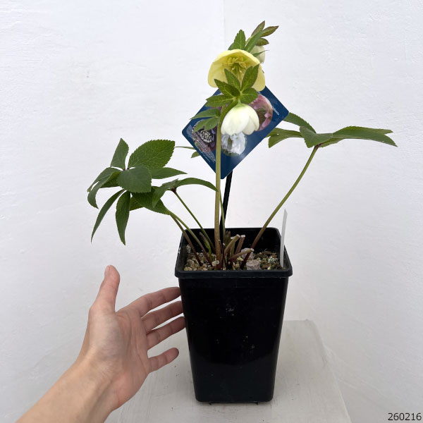 クリスマスローズ:ベーシックダブル(セミダブル)26-76/1.5Lポット【現品販売】