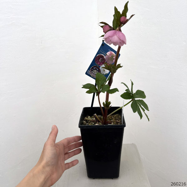 クリスマスローズ：ベーシックダブル26-78／1.5Lポット【現品販売】