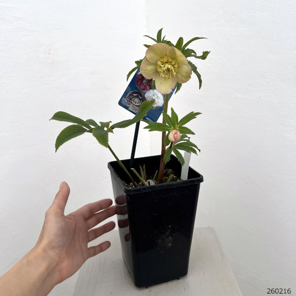 クリスマスローズ：ベーシックダブル（セミダブル）26-79／1.5Lポット【現品販売】