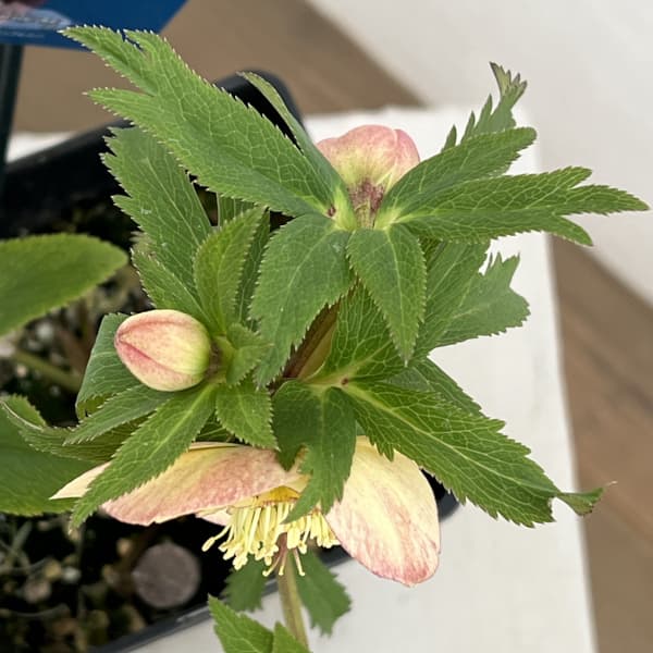 クリスマスローズ：ベーシックダブル（セミダブル）26-79／1.5Lポット【現品販売】（開花終了株）