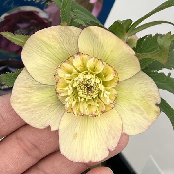 クリスマスローズ：ベーシックダブル（セミダブル）26-79／1.5Lポット【現品販売】（開花終了株）