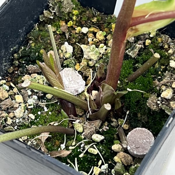 クリスマスローズ：ベーシックダブル（セミダブル）26-79／1.5Lポット【現品販売】（開花終了株）