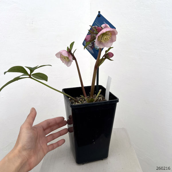 クリスマスローズ:ベーシックダブル(セミダブル)26-80/1.5Lポット【現品販売】