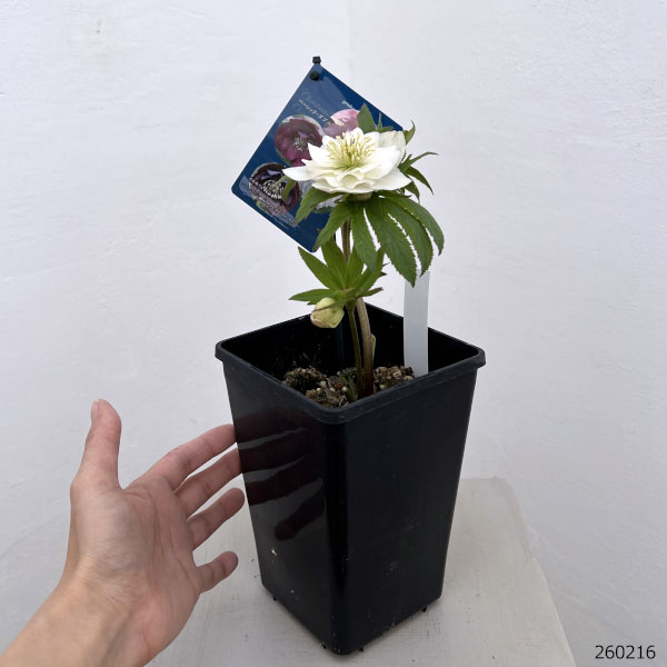 クリスマスローズ:ベーシックダブル26-81/1.5Lポット【現品販売】