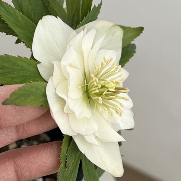 クリスマスローズ:ベーシックダブル26-81/1.5Lポット【現品販売】(開花終了株)