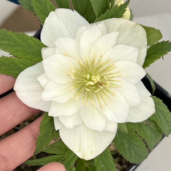 クリスマスローズ:ベーシックダブル26-81/1.5Lポット【現品販売】(開花終了株)