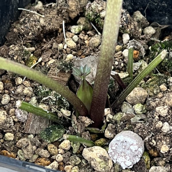 クリスマスローズ:ベーシックダブル26-81/1.5Lポット【現品販売】(開花終了株)