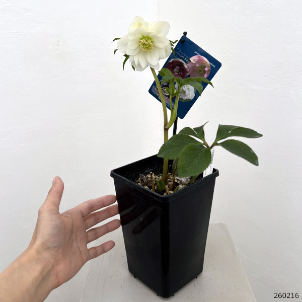 クリスマスローズ:ベーシックダブル26-82/1.5Lポット【現品販売】
