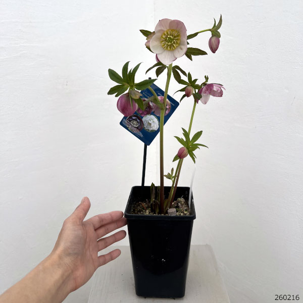 クリスマスローズ：ベーシックダブル（セミダブル）26-83／1.5Lポット【現品販売】