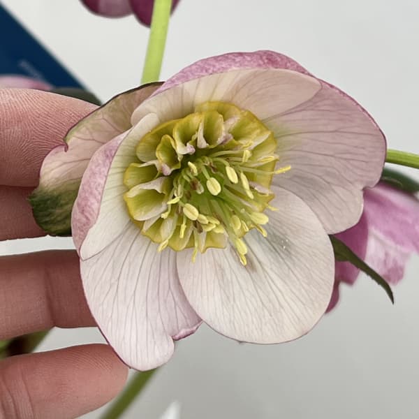 クリスマスローズ:ベーシックダブル(セミダブル)26-83/1.5Lポット【現品販売】(開花終了株)