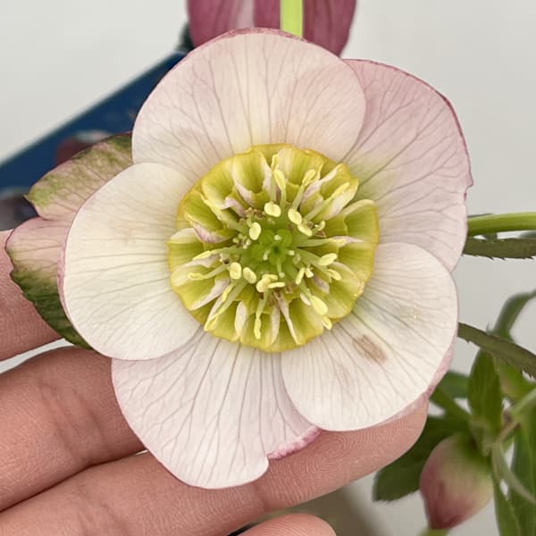 クリスマスローズ:ベーシックダブル(セミダブル)26-83/1.5Lポット【現品販売】(開花終了株)