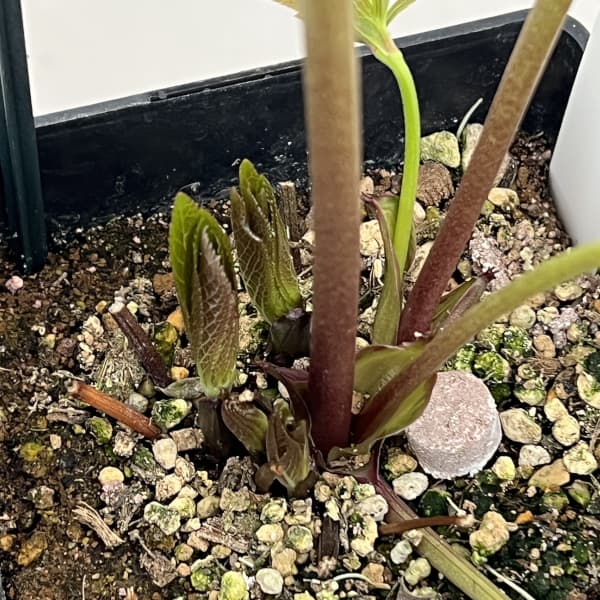 クリスマスローズ:ベーシックダブル(セミダブル)26-83/1.5Lポット【現品販売】(開花終了株)