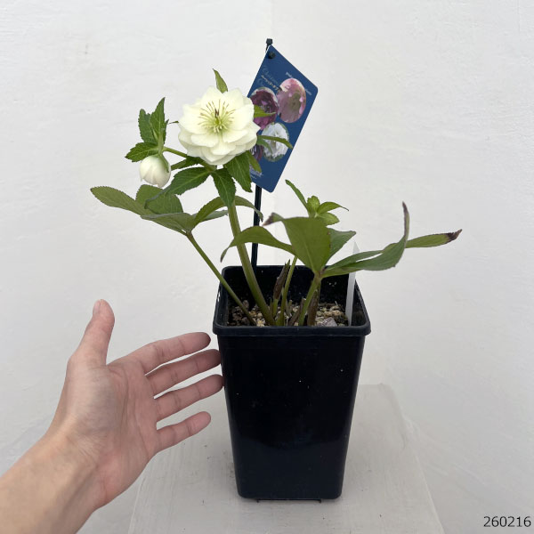 クリスマスローズ：ベーシックダブル26-84／1.5Lポット【現品販売】