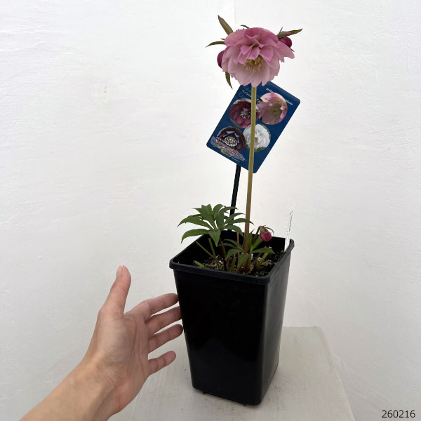 クリスマスローズ:ベーシックダブル26-86/1.5Lポット【現品販売】