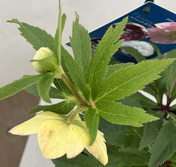 クリスマスローズ：ベーシックダブル（セミダブル）26-87／1.5Lポット【現品販売】（開花終了株）