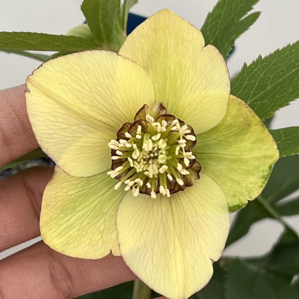 クリスマスローズ：ベーシックダブル（セミダブル）26-87／1.5Lポット【現品販売】（開花終了株）