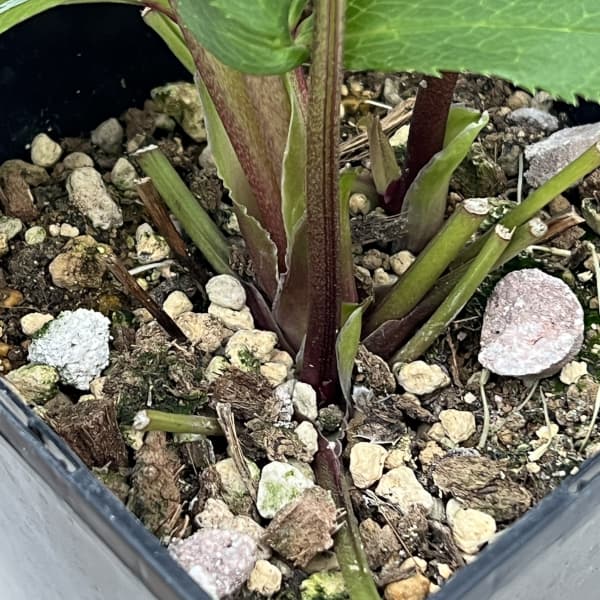 クリスマスローズ：ベーシックダブル（セミダブル）26-87／1.5Lポット【現品販売】（開花終了株）