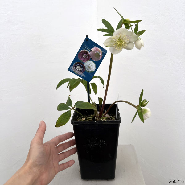 クリスマスローズ：ベーシックダブル（セミダブル）26-88／1.5Lポット【現品販売】