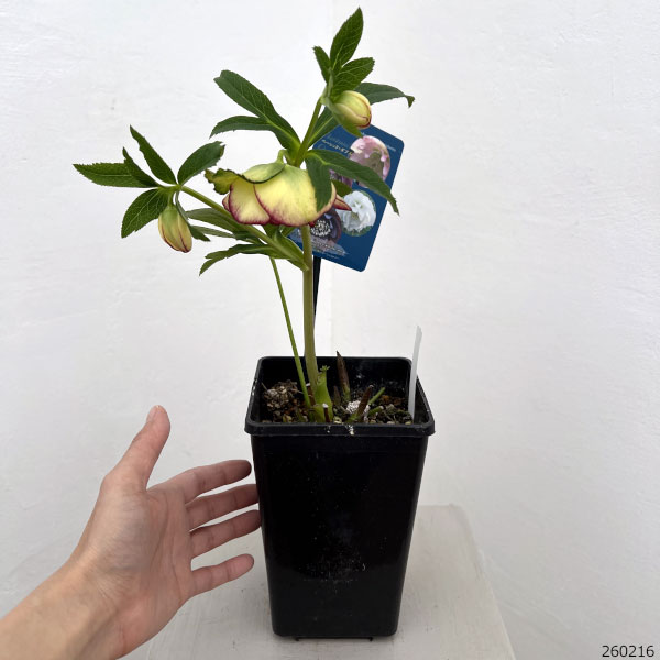 クリスマスローズ:ベーシックダブル26-89/1.5Lポット【現品販売】