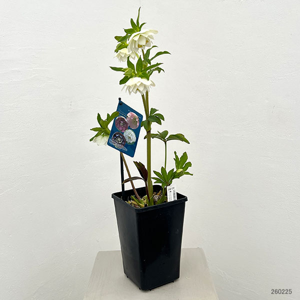 クリスマスローズ：ベーシックダブル26-90／1.5Lポット【現品販売】