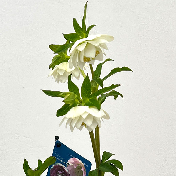 クリスマスローズ：ベーシックダブル26-90／1.5Lポット【現品販売】