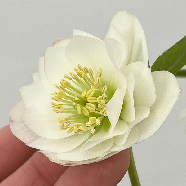 クリスマスローズ：ベーシックダブル26-90／1.5Lポット【現品販売】