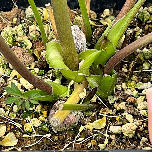 クリスマスローズ：ベーシックダブル26-90／1.5Lポット【現品販売】