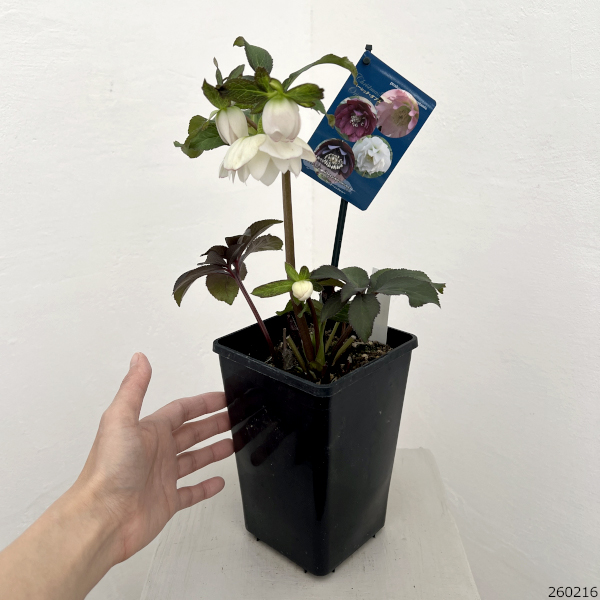 クリスマスローズ：ベーシックダブル26-92／1.5Lポット【現品販売】