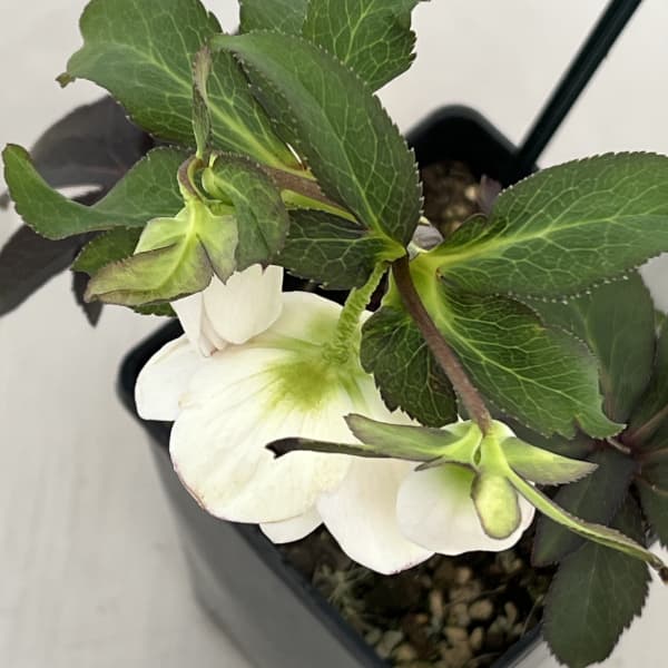 クリスマスローズ：ベーシックダブル26-92／1.5Lポット【現品販売】（開花終了株）