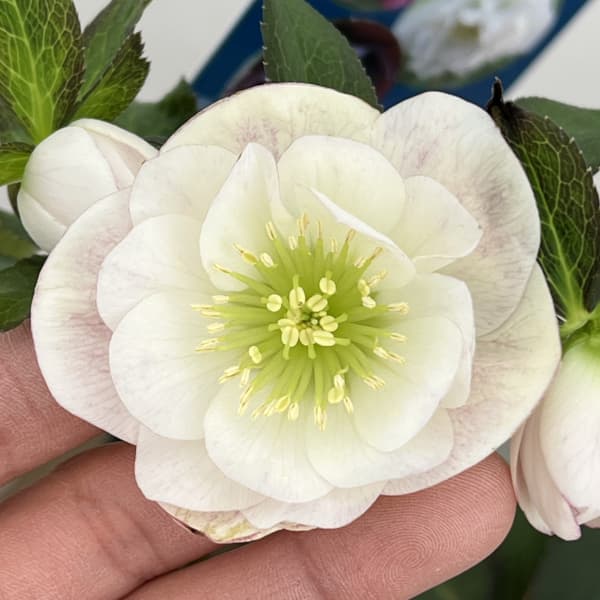 クリスマスローズ：ベーシックダブル26-92／1.5Lポット【現品販売】（開花終了株）