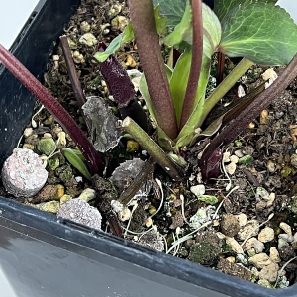 クリスマスローズ：ベーシックダブル26-92／1.5Lポット【現品販売】（開花終了株）