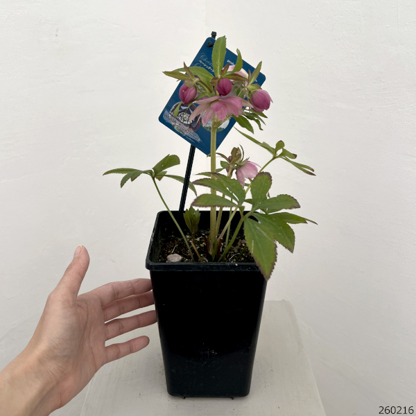 クリスマスローズ：ベーシックダブル26-93／1.5Lポット【現品販売】