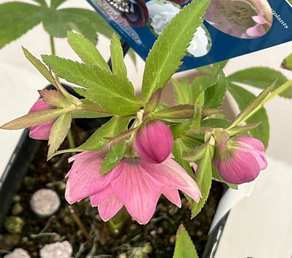 クリスマスローズ：ベーシックダブル26-93／1.5Lポット【現品販売】（開花終了株）