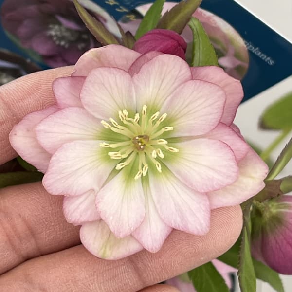 クリスマスローズ：ベーシックダブル26-93／1.5Lポット【現品販売】（開花終了株）