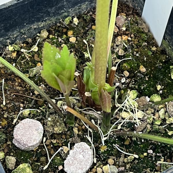 クリスマスローズ：ベーシックダブル26-93／1.5Lポット【現品販売】（開花終了株）