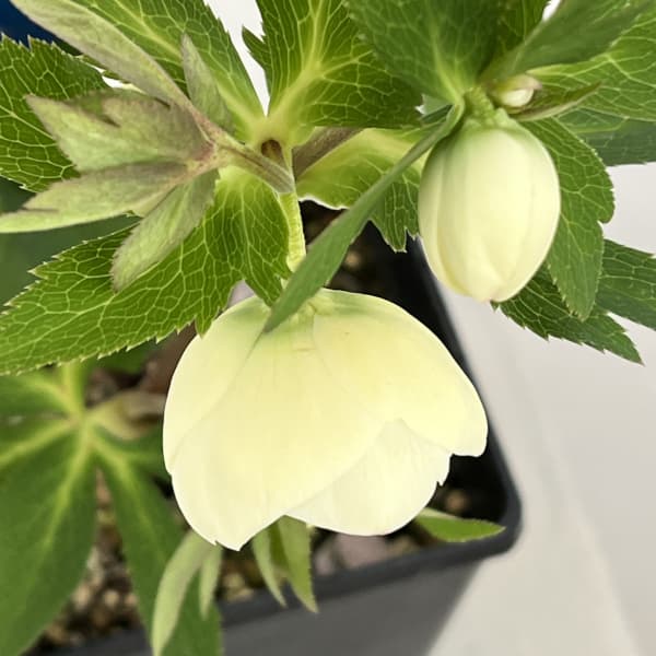 クリスマスローズ：ベーシックシングル26-22／1.5Lポット【現品販売】（開花終了株）