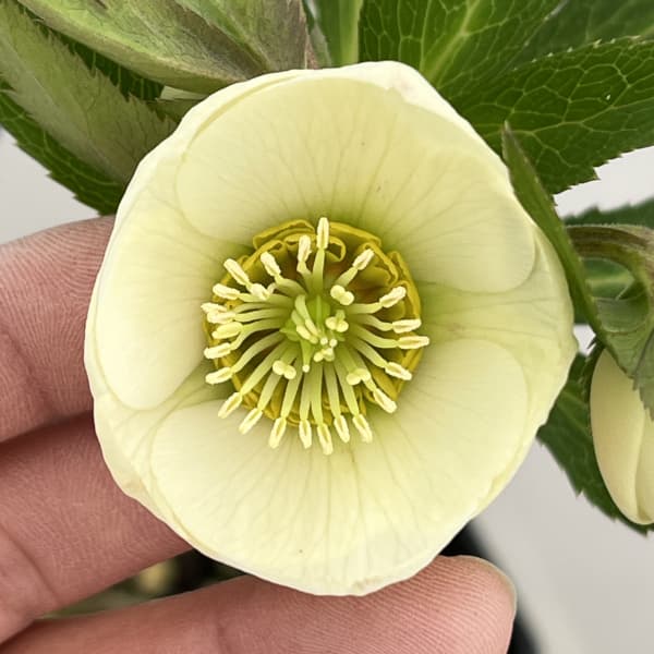 クリスマスローズ：ベーシックシングル26-22／1.5Lポット【現品販売】（開花終了株）