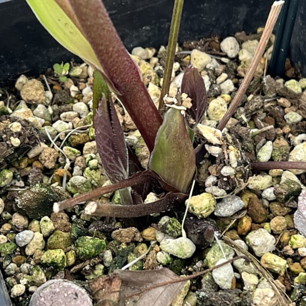 クリスマスローズ：ベーシックシングル26-22／1.5Lポット【現品販売】（開花終了株）