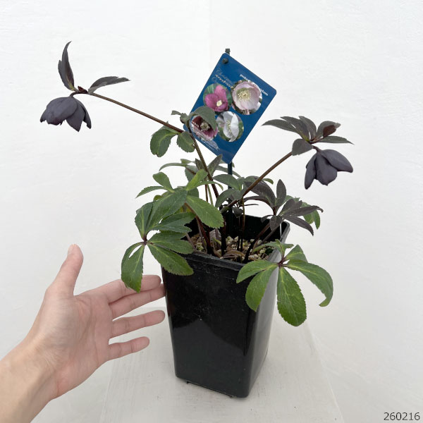 クリスマスローズ：ベーシックシングル26-23／1.5Lポット【現品販売】