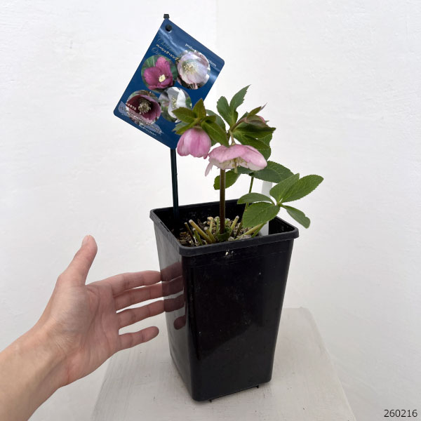 クリスマスローズ：ベーシックシングル26-24／1.5Lポット【現品販売】