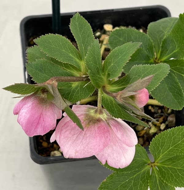 クリスマスローズ：ベーシックシングル26-24／1.5Lポット【現品販売】（開花終了株）