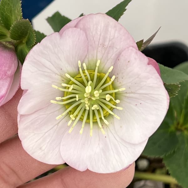 クリスマスローズ：ベーシックシングル26-24／1.5Lポット【現品販売】（開花終了株）