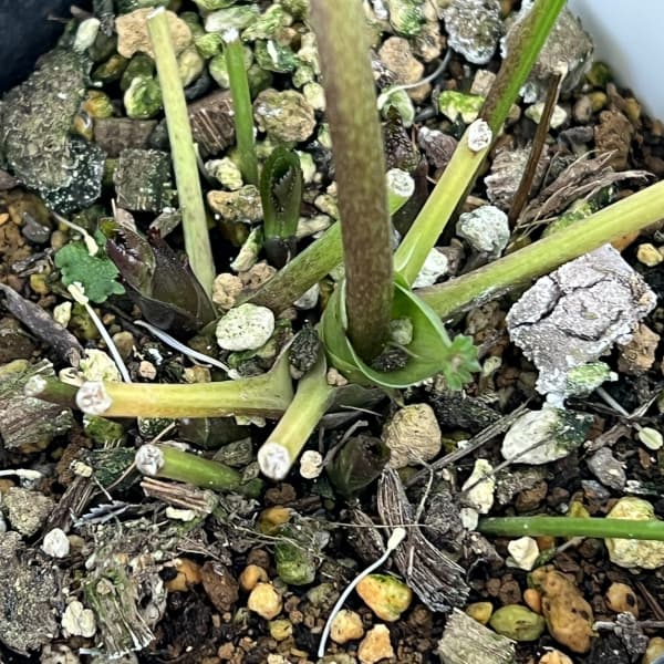 クリスマスローズ：ベーシックシングル26-24／1.5Lポット【現品販売】（開花終了株）